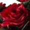 Red Rose Bush by Ashland®